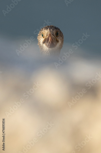 Socotra cormorant with foreground blur of limestone at Busaiteen coast of Bahrain