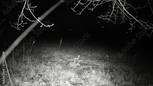 Ein stark mit Räudemilben befallener Wolf wälzt und schubbert sich am Boden um den Juckreiz zulindern  photo