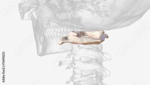 The first cervical vertebra, also known as the atlas, bears very little resemblance to any other vertebra .