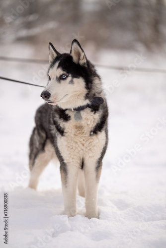 Walking with your pet husky in the park in winter. Friendship with a dog. Breeding and keeping a husky dog. © sergo321
