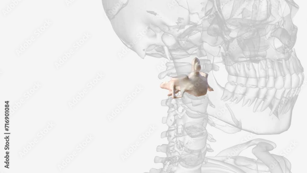 Axis second cervical vertebra 3d medical Axis second cervical vertebra 3d medical