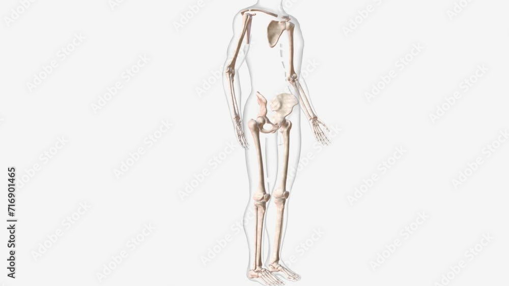 The appendicular skeleton is one of two major bone groups in the body, The appendicular skeleton is one of two major bone groups in the body,