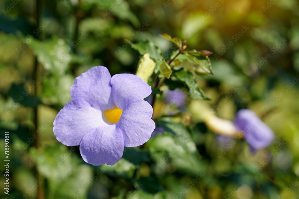 Φωτογραφία King's Mantle, purple, semi-climbing shrub, trumpet-shaped flowers, pale yellow petals at the base, 5 separated petals at the end, bluish-purple and white, blooming throughout the year