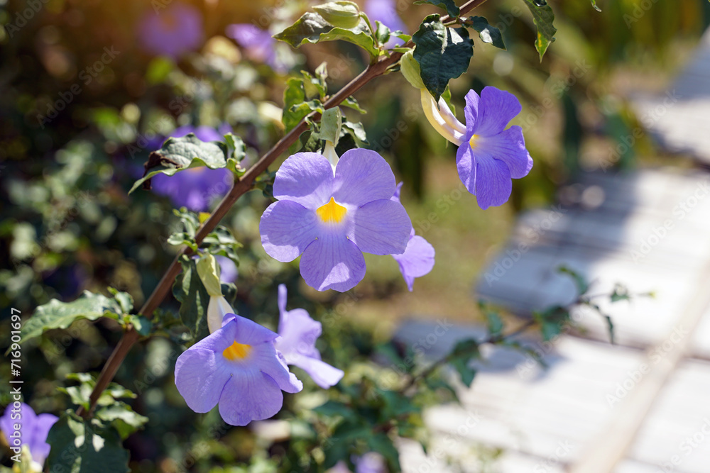 Φωτογραφία King's Mantle, purple, semi-climbing shrub, trumpet-shaped flowers, pale yellow petals at the base, 5 separated petals at the end, bluish-purple and white, blooming throughout the year