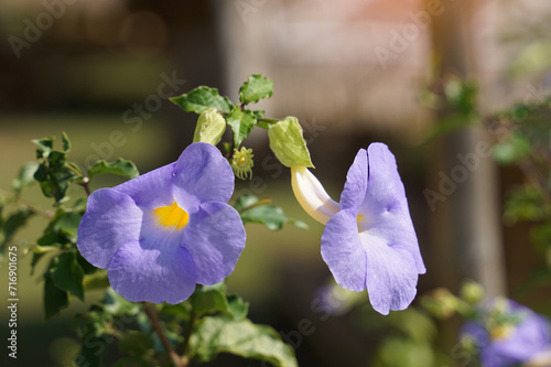 King's Mantle, purple, semi-climbing shrub, trumpet-shaped flowers, pale yellow petals at the base, 5 separated petals at the end, bluish-purple and white, blooming throughout the year.  photo