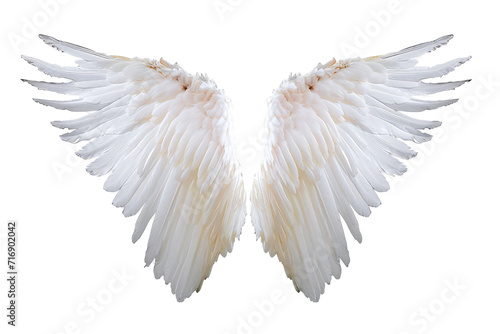 White angel wing isolated on white or transparent background, PNG