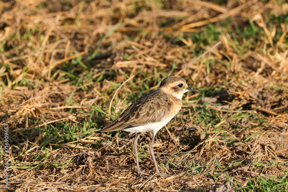 a single ruff bird in Amboseli NP a single ruff bird in Amboseli NP