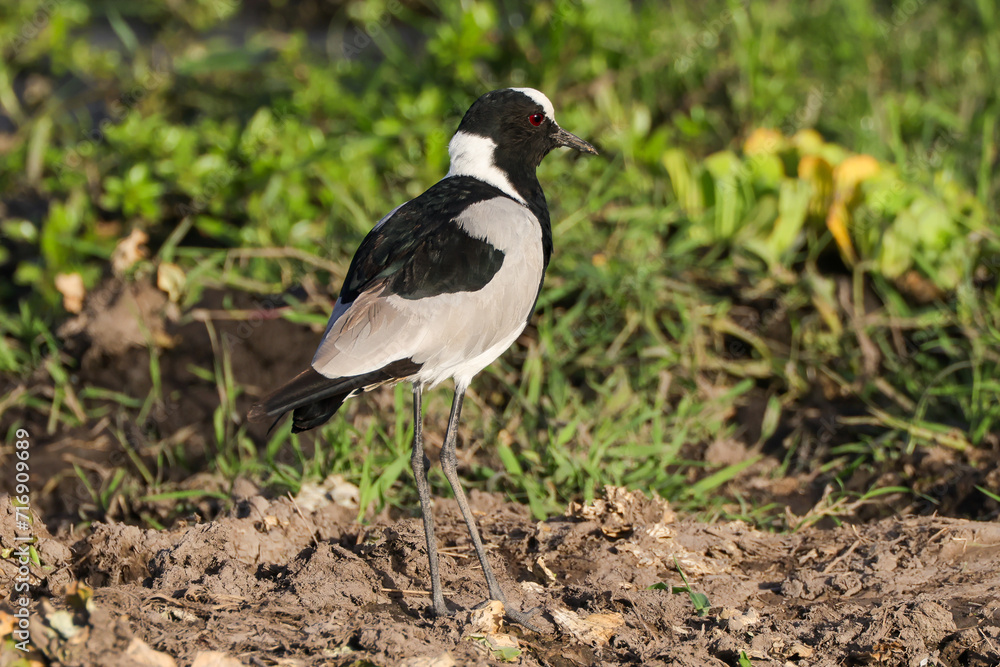 Obraz premium black and white plover bird