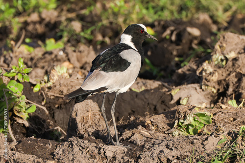 black and white plover bird