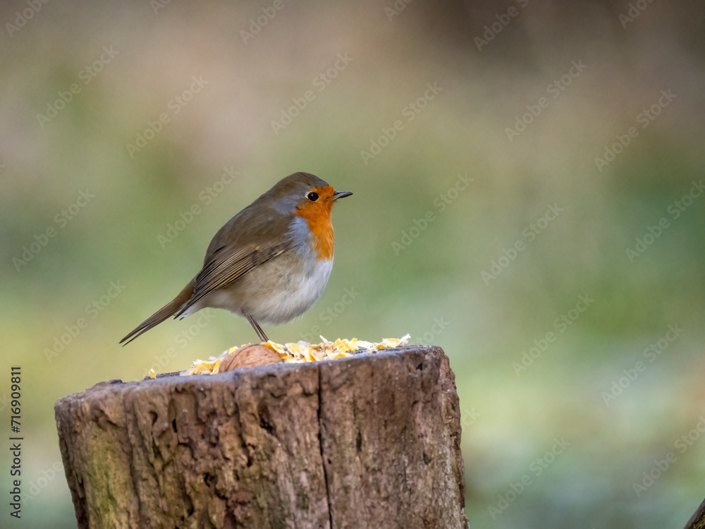 Rotkehlchen (Erithacus rubecula) Rotkehlchen (Erithacus rubecula)