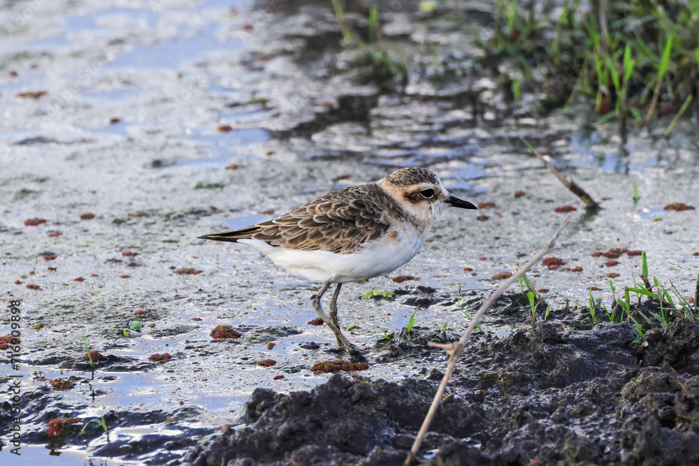 one sandpiper in the wetlands of Amboseli one sandpiper in the wetlands of Amboseli