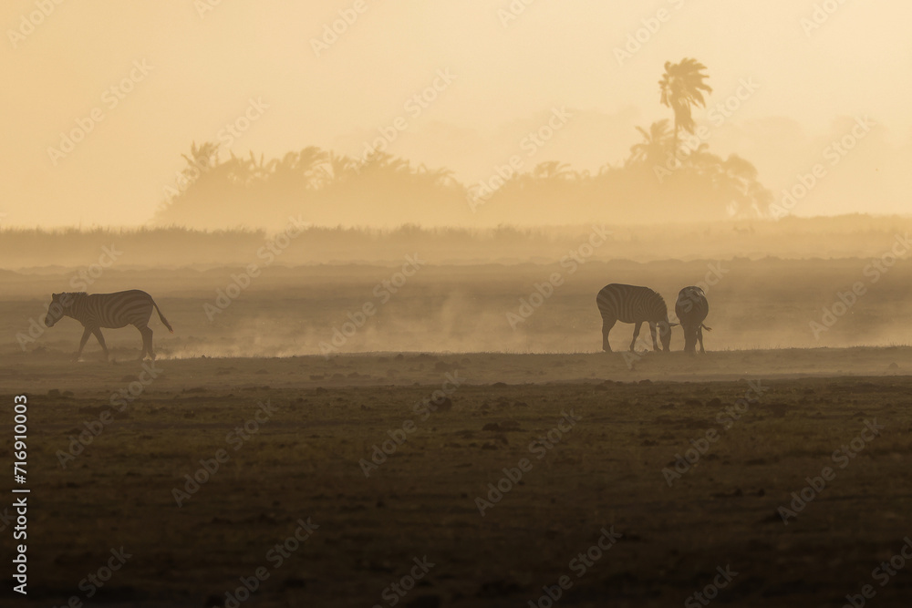 silhouette of zebras in the dust of Amboseli NP