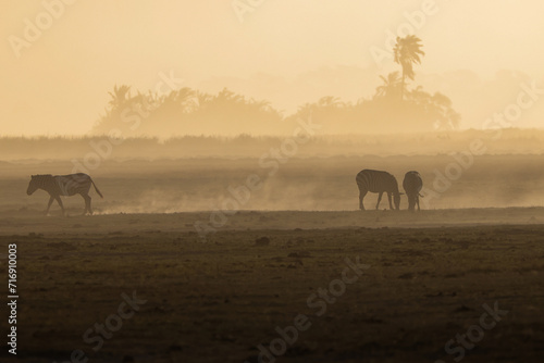 silhouette of zebras in the dust of Amboseli NP © Marcel