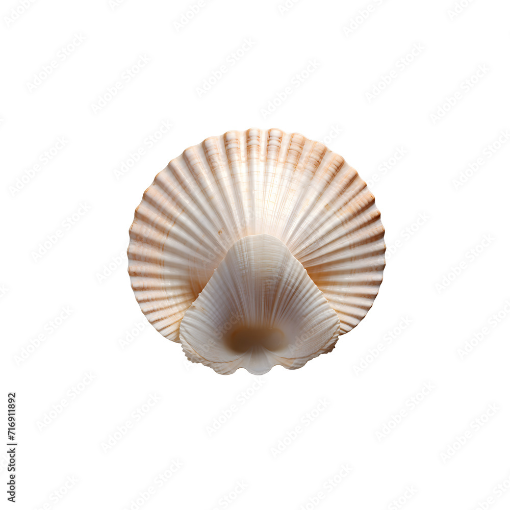 Seashell isolated png Seashell isolated png