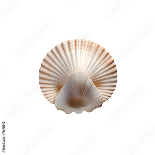 Seashell isolated png