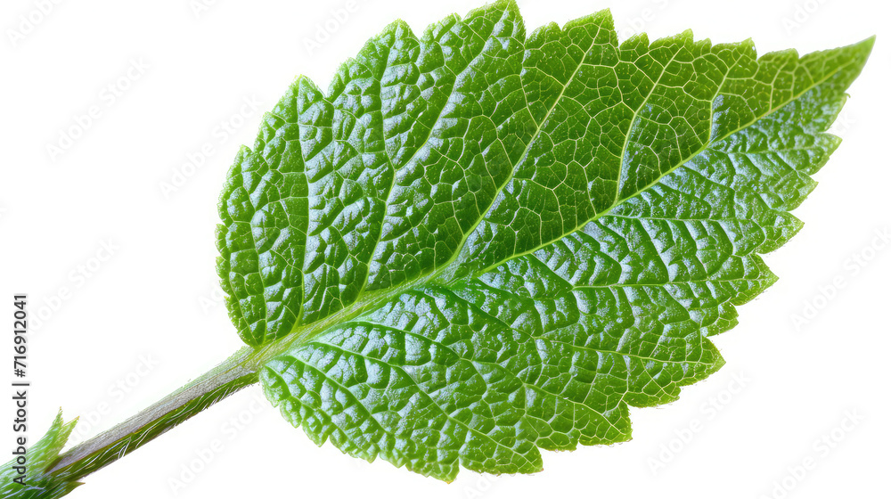 Macro shot of a vibrant green mint leaf isolated on white. Macro shot of a vibrant green mint leaf isolated on white.