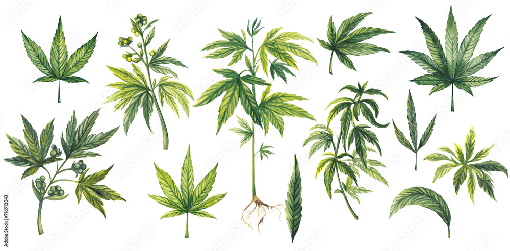 Leaves different types of Cannabis (sativa, indica). Medicinal plant Marijuana plants with leaves. Watercolor hand drawn painting illustration isolated on transparent background 