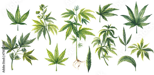 Leaves different types of Cannabis  sativa  indica . Medicinal plant Marijuana plants with leaves. Watercolor hand drawn painting illustration isolated on transparent background 