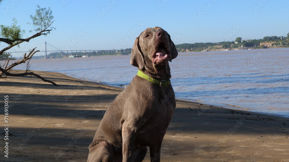 Perro de raza Weimaraner jugando en el agua del rio o lago