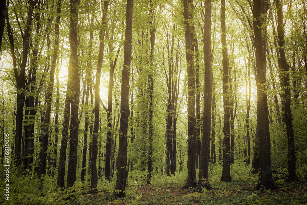 natural green forest in the morning