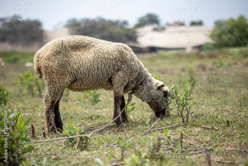 crianza de ovejas en el campo