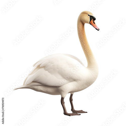 Swan clip art