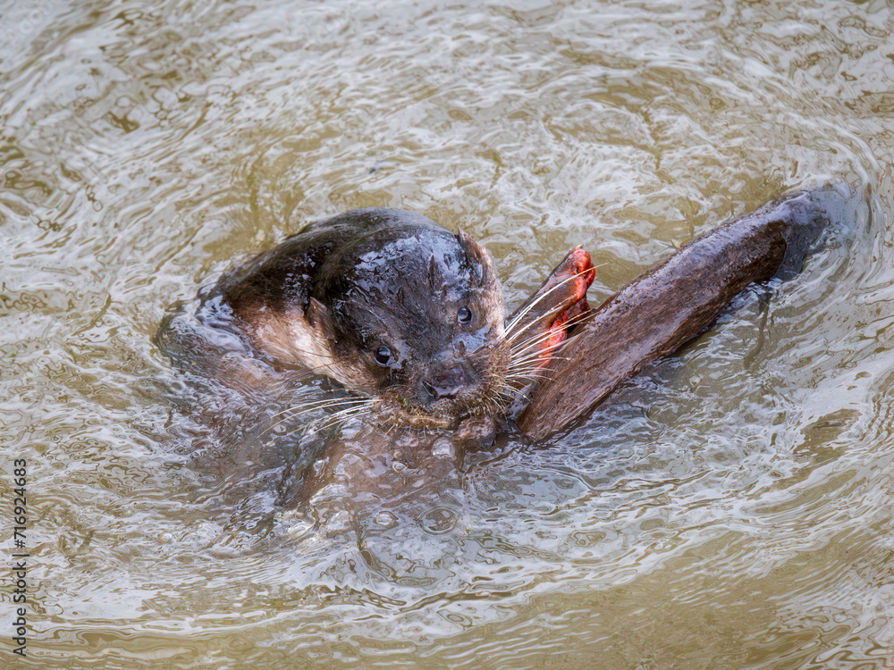 Fototapeta premium Otter Playing in a Lake