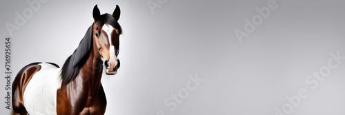 horse run gallop isolated on gray background. beautiful horse, racehorse, english racehorse. Copy space banner with a place for text