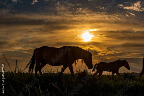 Beautiful thoroughbred horses on a ranch field. © shymar27