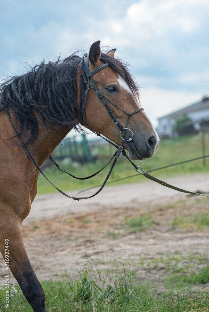 Obraz premium Beautiful thoroughbred horses on a ranch field.