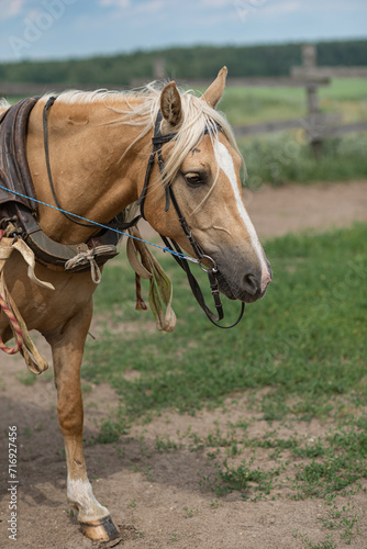 Beautiful thoroughbred horses on a ranch field.