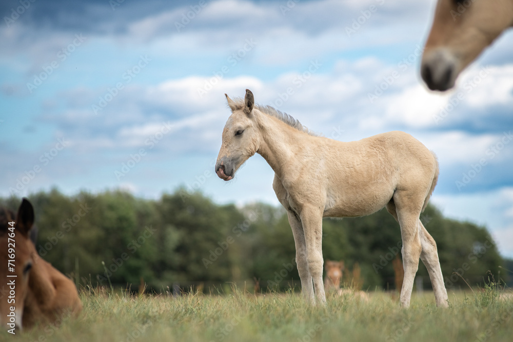Fototapeta premium Beautiful thoroughbred horses on a ranch field.