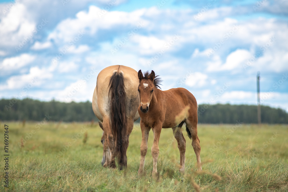 Fototapeta premium Beautiful thoroughbred horses on a ranch field.
