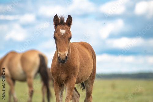 Beautiful thoroughbred horses on a ranch field. © shymar27