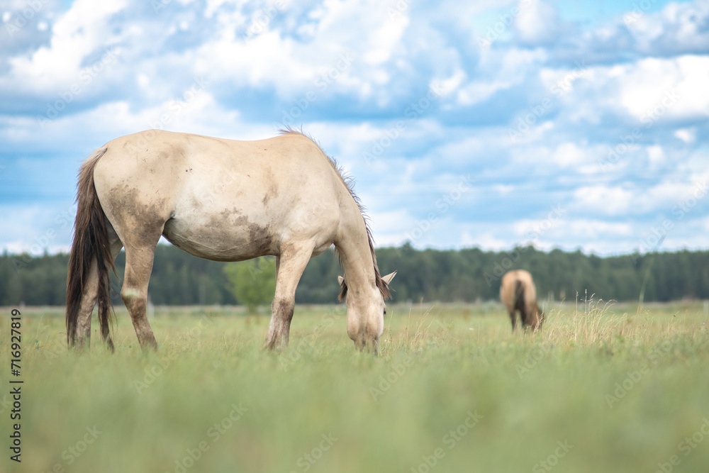 Beautiful thoroughbred horses on a ranch field.