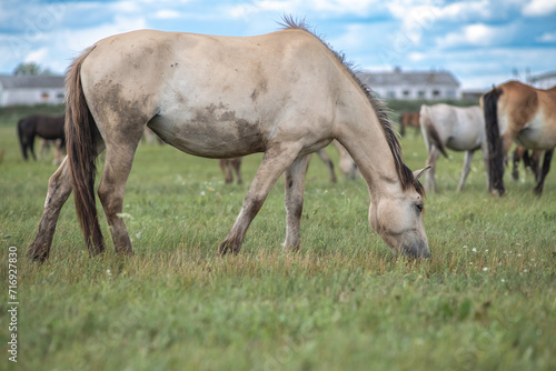 Beautiful thoroughbred horses on a ranch field.