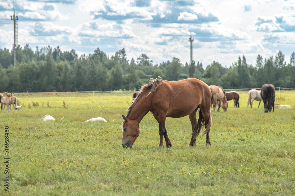 Beautiful thoroughbred horses on a ranch field.