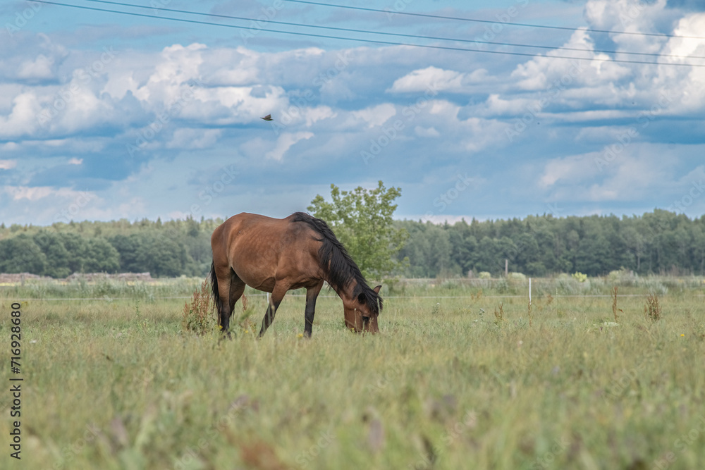 Beautiful thoroughbred horses on a ranch field. Beautiful thoroughbred horses on a ranch field.