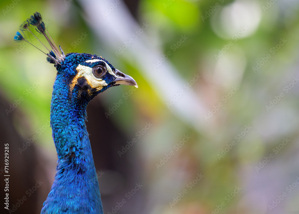 Indian Peafowl (Pavo cristatus) in India Indian Peafowl (Pavo cristatus) in India