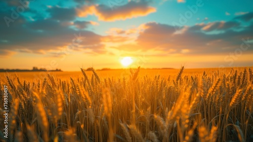beautiful landscape of a wheat field with a beautiful sunset © Marco