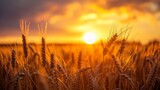 Beautiful landscape of a wheat field with a beautiful sunset with rays of the sun during the day in high resolution and clarity. landscape concept