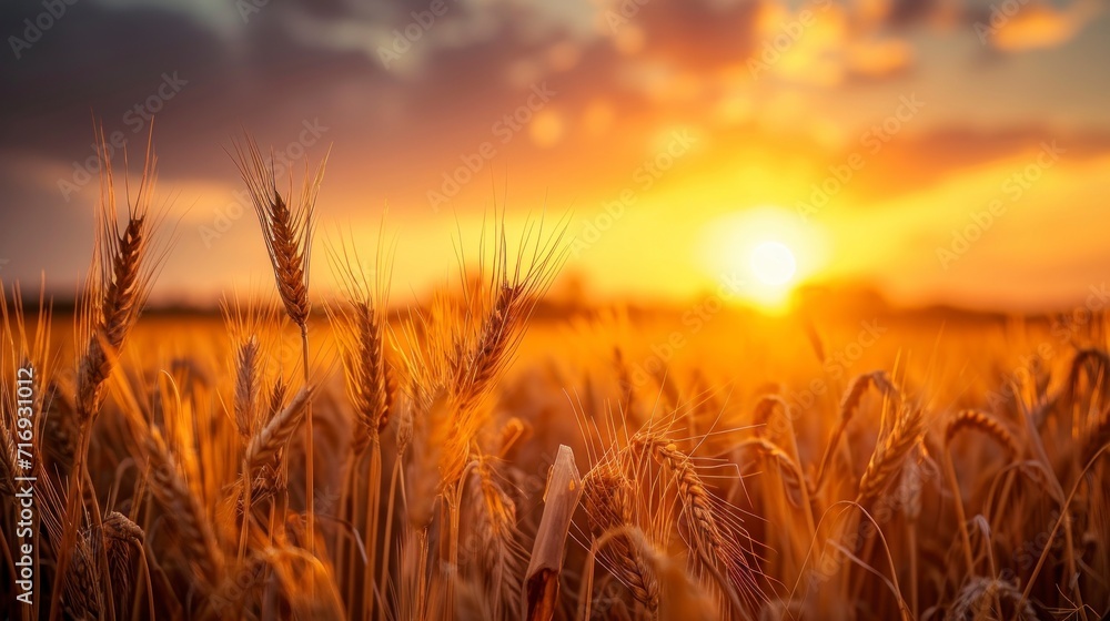 Beautiful landscape of a wheat field with a beautiful sunset with rays of the sun during the day in high resolution and clarity. wheat field landscape concept - obrazy, fototapety, plakaty 