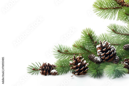 A snow-covered Christmas tree branch with pine needles and small pinecones against a plain white background