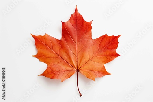 A maple leaf on white background