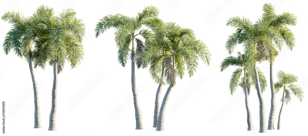 Fototapeta premium Wodyetia bifurcata 8k png