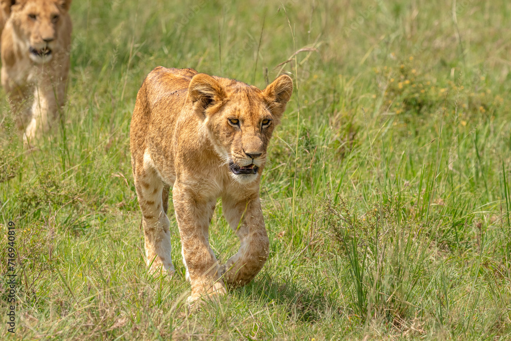 Lion cubs ( Panthera Leo Leo) walking and keeping up the pride, Olare Motorogi Conservancy, Kenya. Lion cubs ( Panthera Leo Leo) walking and keeping up the pride, Olare Motorogi Conservancy, Kenya.