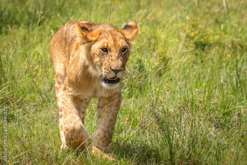 Lion cub ( Panthera Leo Leo) walking and keeping up the pride, Olare Motorogi Conservancy, Kenya. Lion cub ( Panthera Leo Leo) walking and keeping up the pride, Olare Motorogi Conservancy, Kenya.