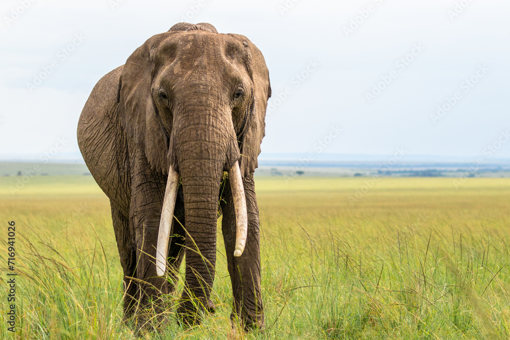 Elephant ( Loxodonta Africana) looking at the camera, Olare Motorogi Conservancy, Kenya. - obrazy, fototapety, plakaty 