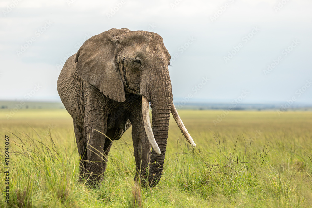 Elephant ( Loxodonta Africana) with big tusks, Olare Motorogi Conservancy, Kenya.