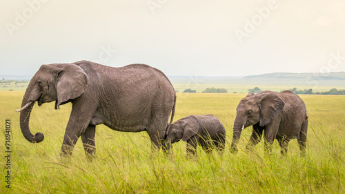Herd of elephant   Loxodonta Africana  walking by  Olare Motorogi Conservancy  Kenya.